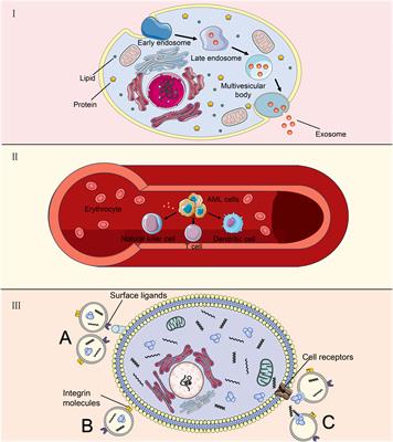 Utilizing exosomes as sparking clinical biomarkers and therapeutic response in acute myeloid leukemia